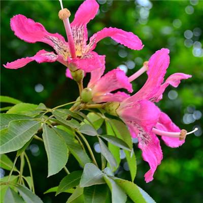 皇冠·app(中国)下载官方版